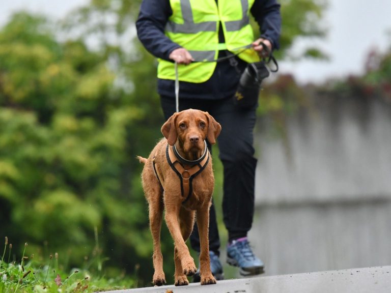 Person mit Warnweste geht mit einem Hund auf einem Feldweg entlang. Sie betreiben Mantrailing
