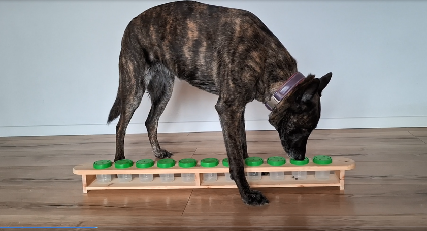 Ein Hund schnüffelt an einem Spielzeug mit grünen Kappen auf einer Holzplattform.